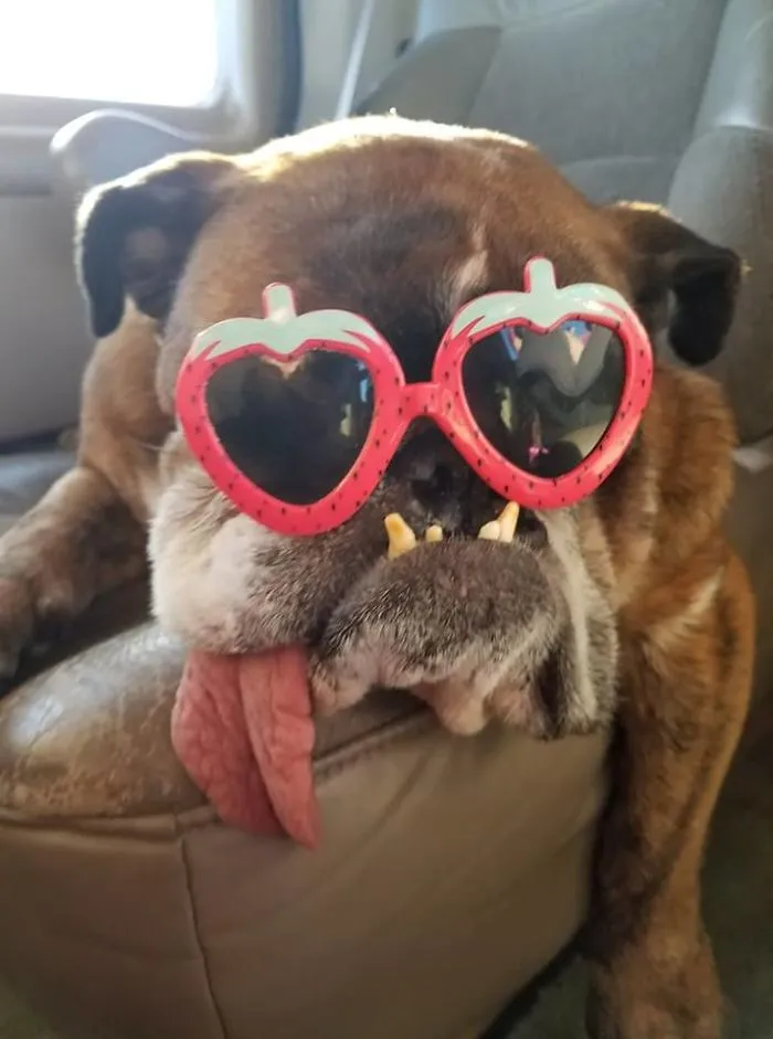 the ugliest dog of 2018 was introduced and he is totally adorable 5b30d833b5058 700