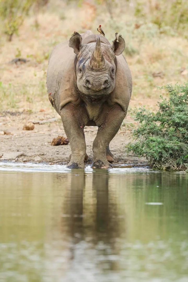 wildlife photography robert irwin 59b12d983d446 880