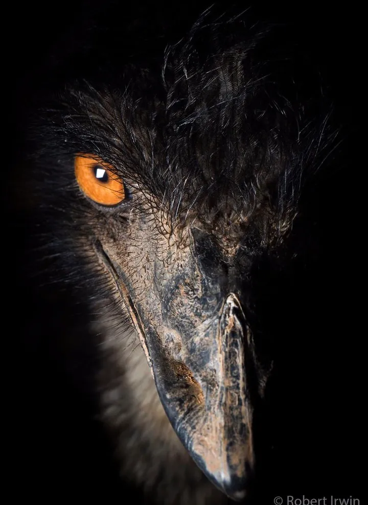 wildlife photography robert irwin 59b12daf64441 880