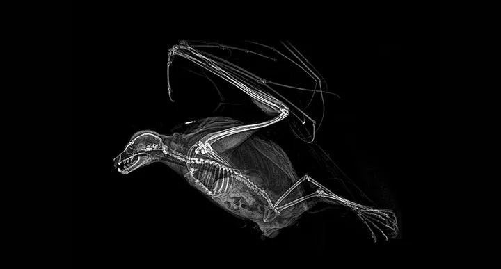 xray pictures photos zoo animals oregon oregonzoo 2 5bceed47f1f82 880
