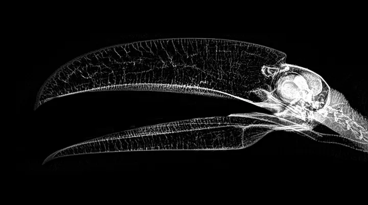 xray pictures photos zoo animals oregon oregonzoo 4 5bceed4b6ef07 880
