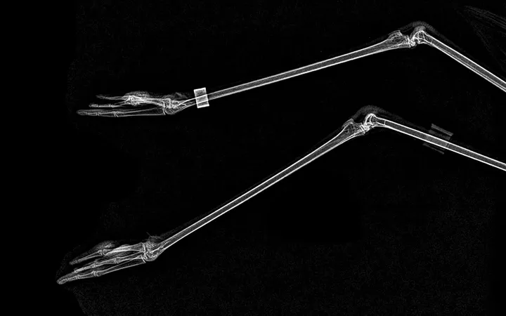 xray pictures photos zoo animals oregon oregonzoo 8 5bceed5338599 880