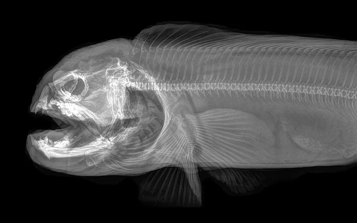 xray pictures photos zoo animals oregon oregonzoo 9 5bceed55a684c 880
