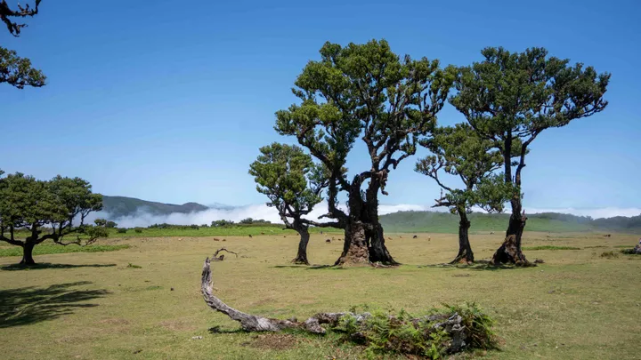 Fanal Forest is schitterend.