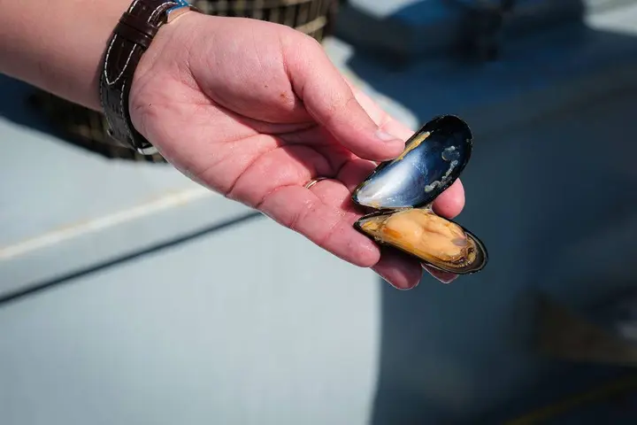 Mossel_Trip-125