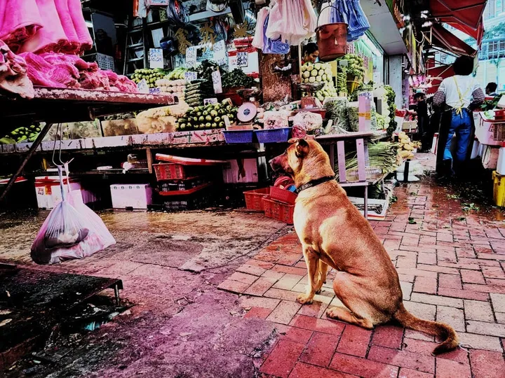 honor v20 48mp camera sample 3