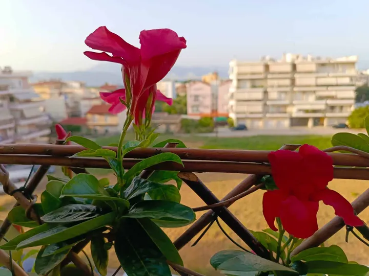 img 20230725 193258 397