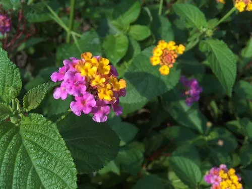 k touch hornet 2 photo samples flower