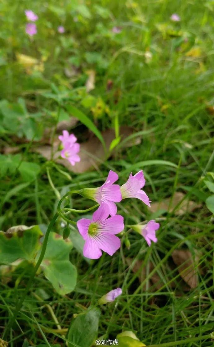 oneplus 3 image sample