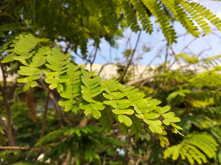 xiaomi redmi note 5 sample 5 macro