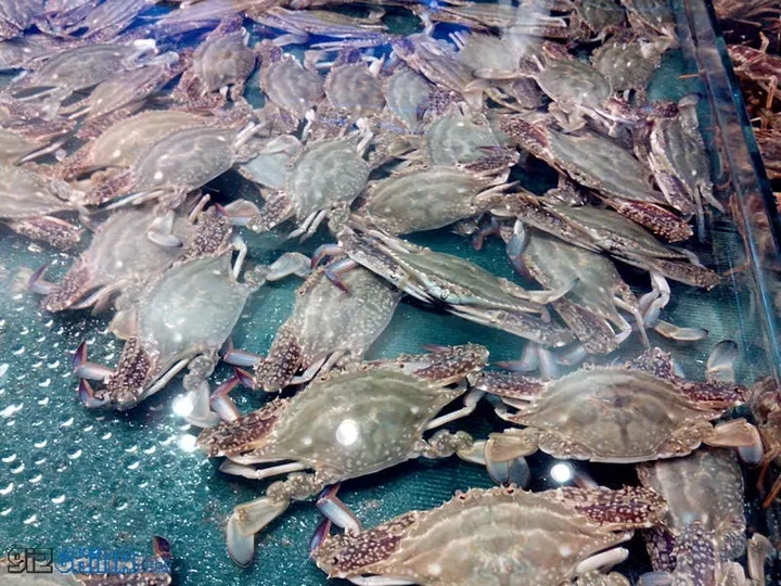 zopo zp900 leader camera test 13