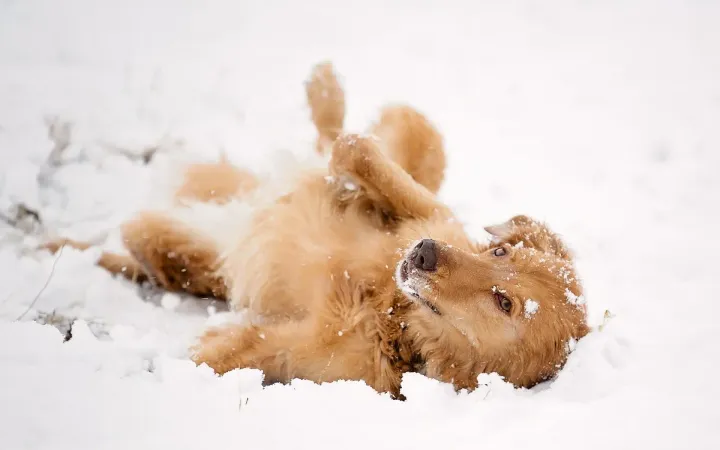 dogs