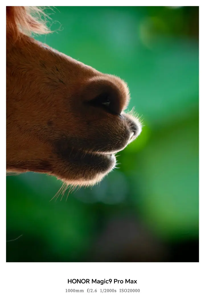 Honor_Magic_9_Pro_Max_camera_sample_scaled_1788962946056