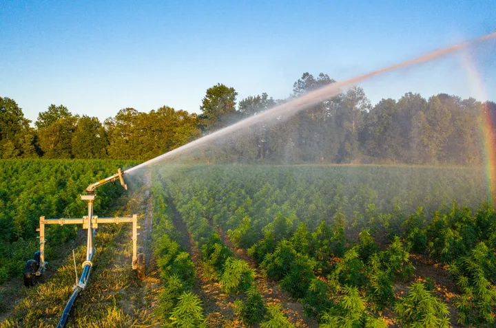 IRRIGATION Solutions for HEMP (as well as other crops) |  BestTransplanter.com