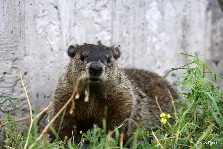 ground hog canada 2023