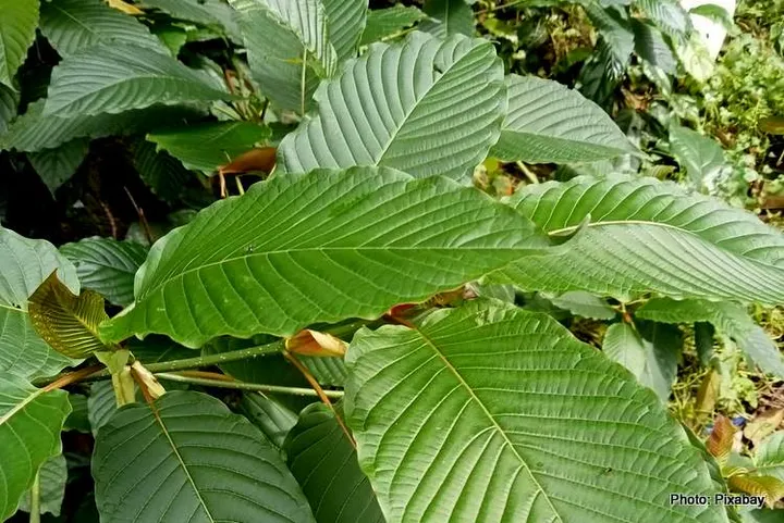 ketum leaves tree ketum green color beautiful