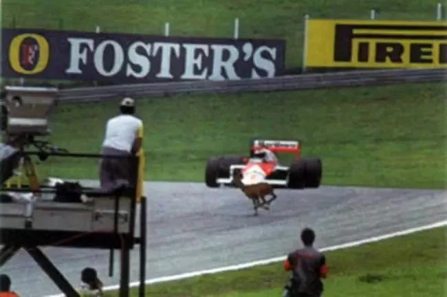 Stefan Johansson on Twitter: "#AustrianGP 1987 // my deer encounter!  💥🦌🇦🇹 #f1 #deer #carcrash #stefanjohansson #ouch!  https://t.co/SncnUxEAiQ" / Twitter