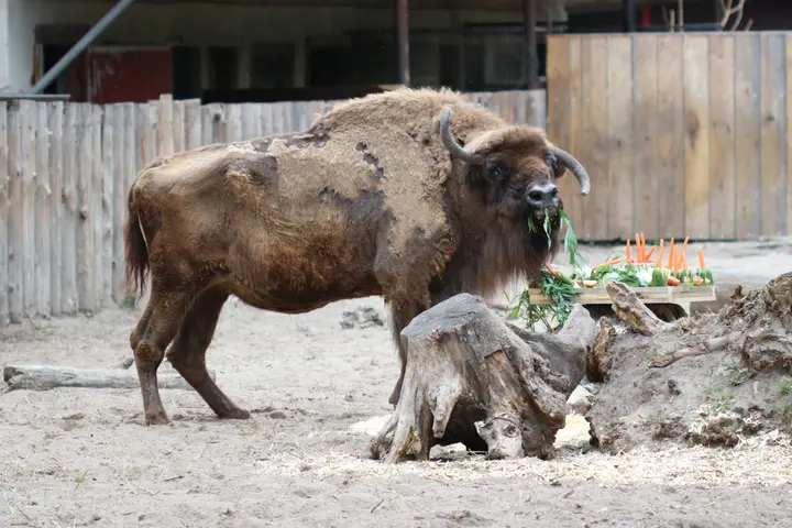 stumbras lietuvos zoologijos sodas