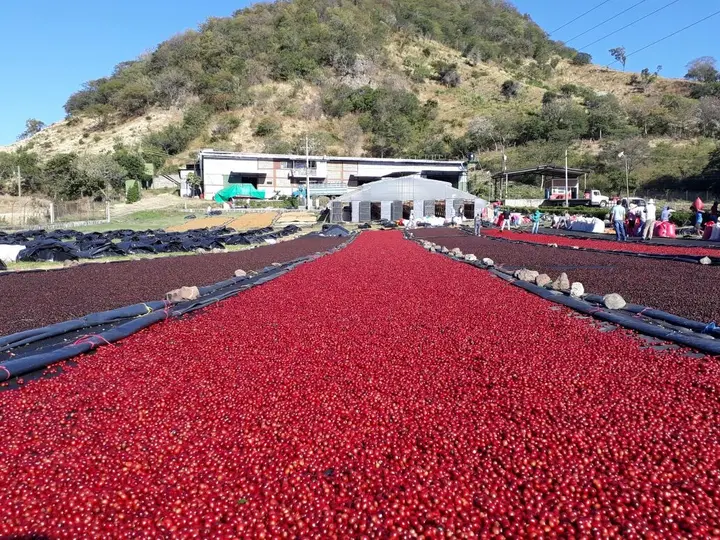 vero str viduje antra natural coffee at dry mill