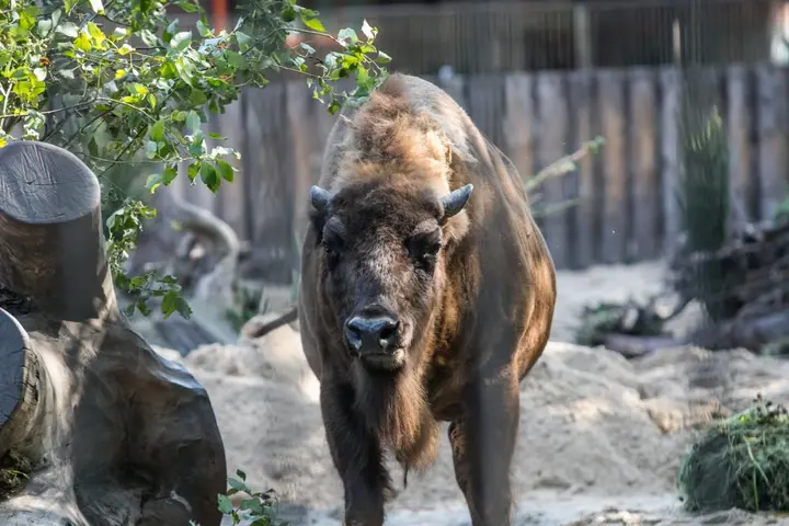 zoo 06