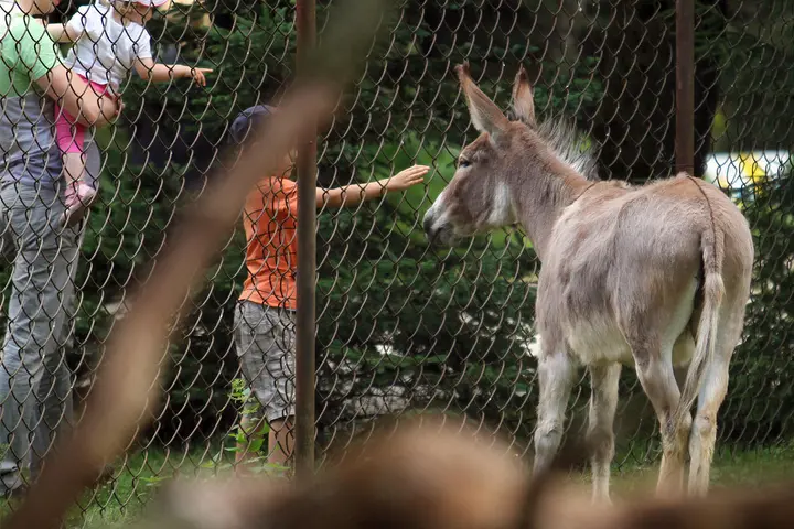 zoologijos sodo 75 gimtadienis 13