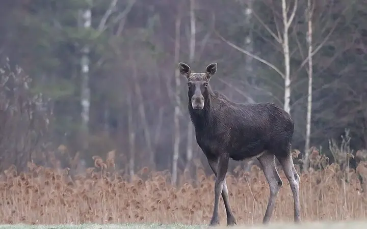 briedis