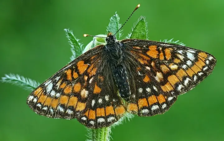 gintautas steiblys macrogamtalt