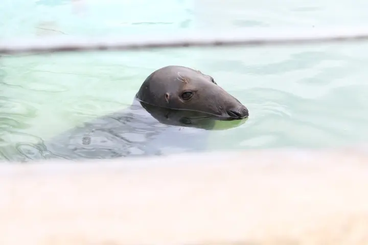 zoosodas 18