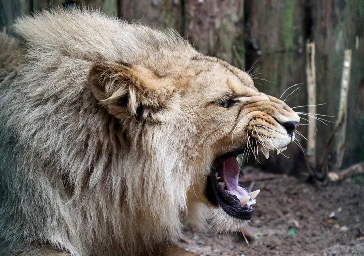 Nauji Kauno zoologijos sodo gyventojai - liūtai