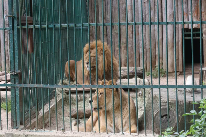 Lietuvos zoologijos sodo 80-mečio šventė