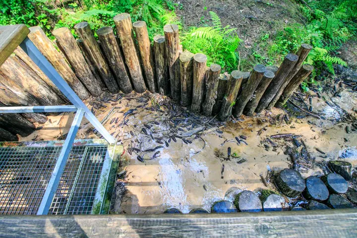 Didysis Lekėčių šaltinis