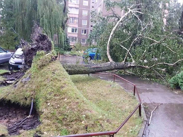 Liūtis Kaune