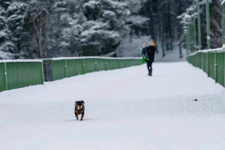 Balta žiema Kaune
