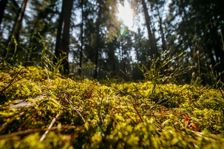 Pavasaris Panemunės šile