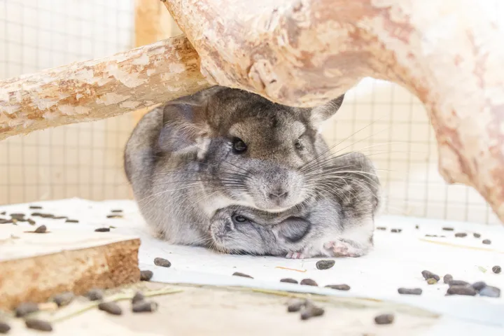 Egzotinių gyvūnų prieglauda