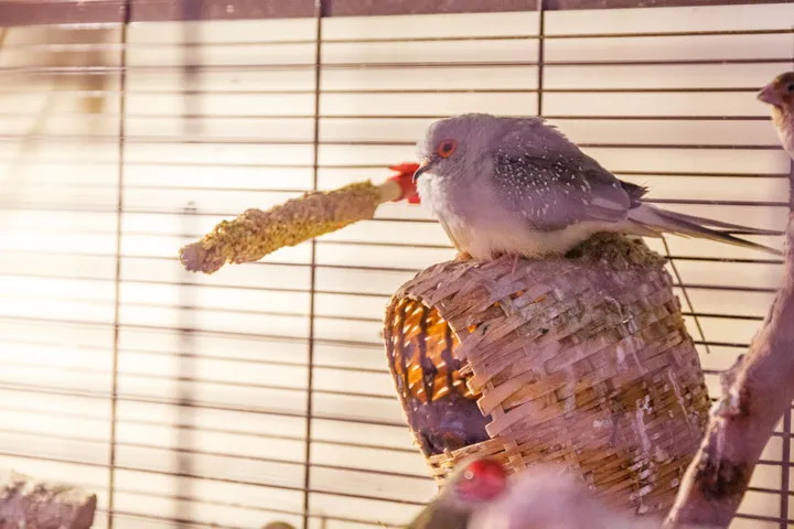 Egzotinių gyvūnų prieglauda