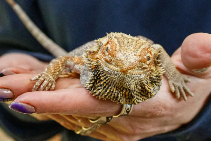 Egzotinių gyvūnų prieglauda