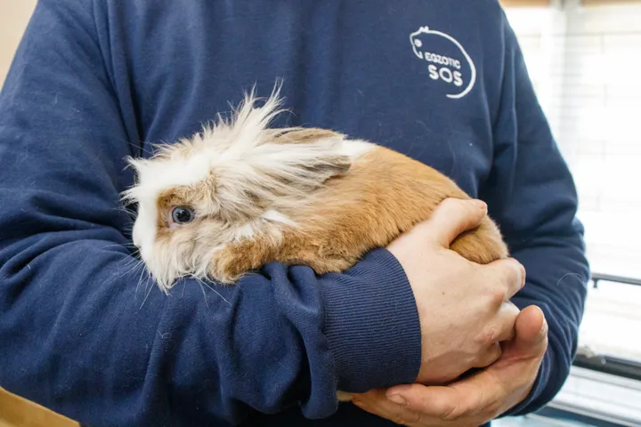 Egzotinių gyvūnų prieglauda