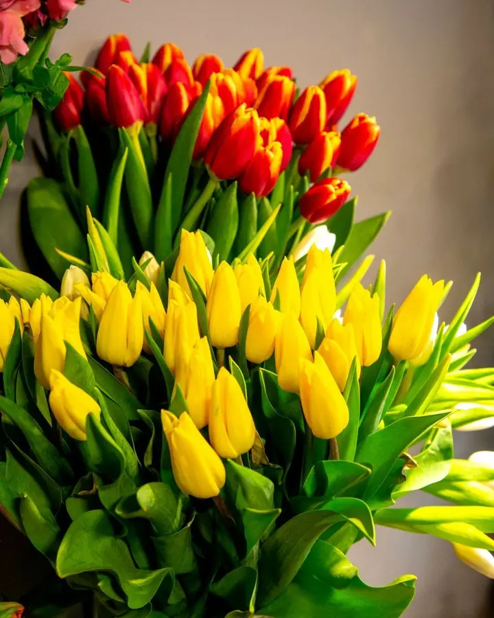 tulpes2