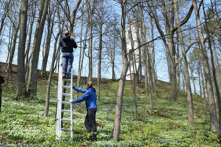 Pažaislio vienuolyno parke pakabinti inkliai / Kauno marių regioninio parko nuotr.
