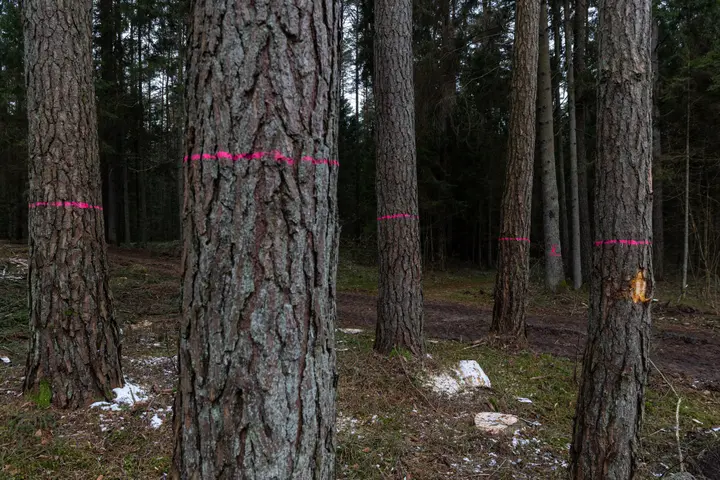 Kertamos pušys Kačerginėje