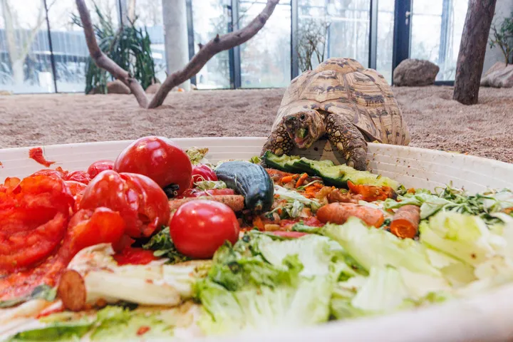 Atidaromas Kauno Zoologijos sodas