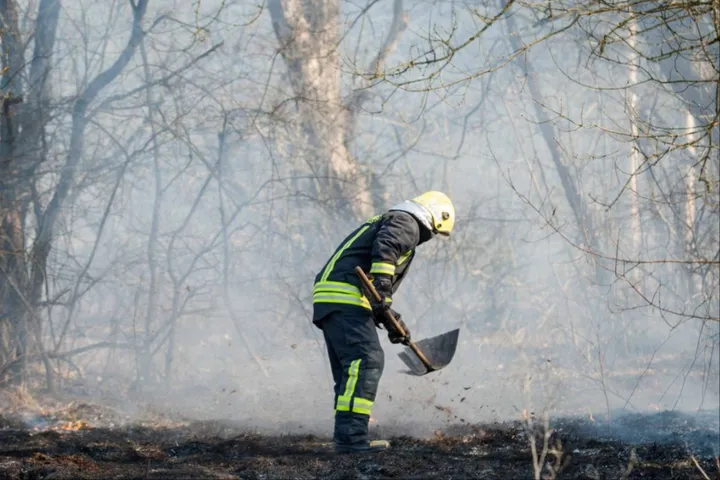 Gaisrininkas, miškas