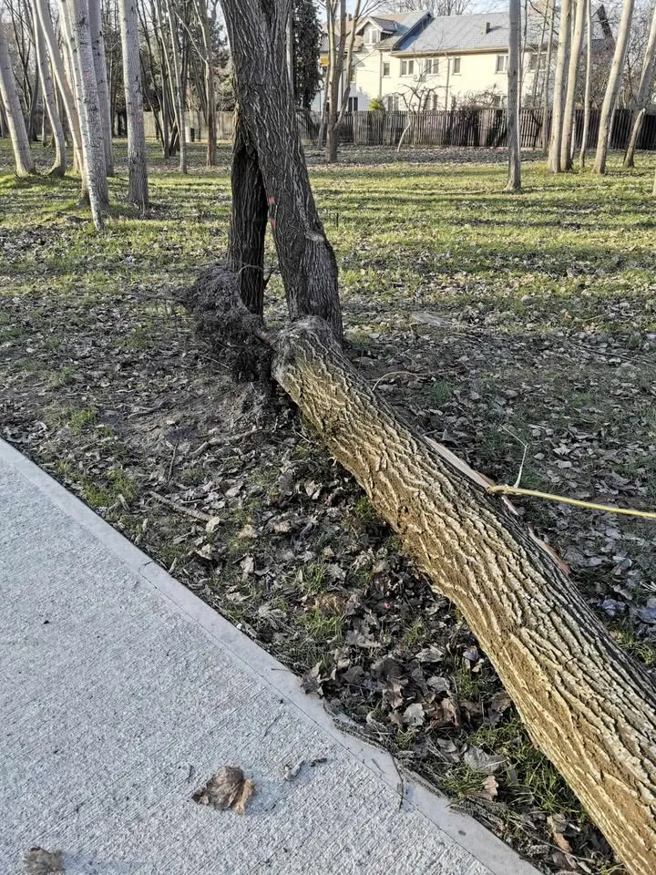 Naujakurių parke jau lūžta medžiai / Skaitytojo nuotr.
