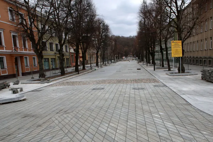 Laisvės alėjos liepa milžinė / M. Patašiaus nuotr.