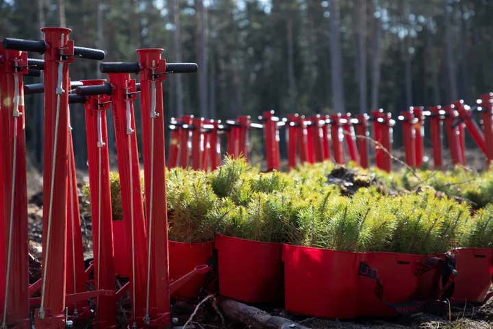 Nacionalinis miškasodis 2025 / Organizatorių nuotr.