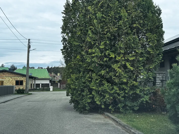 Iš D. Matijošaičio sklypo išlendantys krūmai