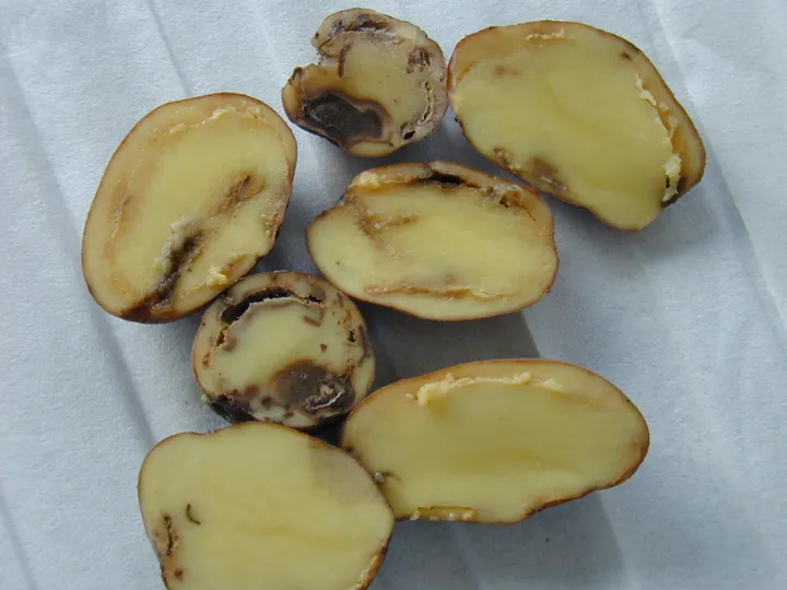 uzkrestos bulves 2