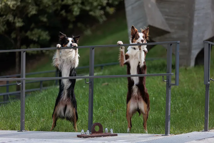 Šunys / R. Tenio nuotr.