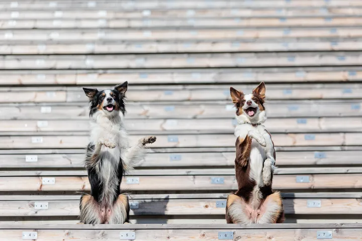 Šunys / R. Tenio nuotr.